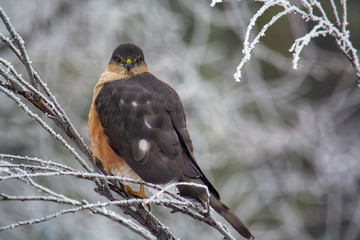 Sharp shinned Hawk on a frosty perch in Idaho in winter