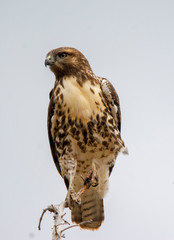 Northern Harrier on a branch in Cedar Breaks National Monument  in Utah in Autumn