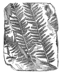 Fossil Tree Fern vintage illustration. © Morphart