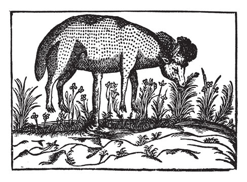 Scythian Lamb vintage illustration.