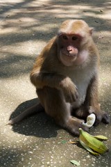 A monkey eating a banana 