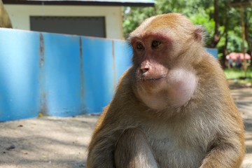 A monkey eating a banana 