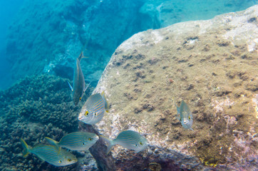 Fish at the stone seabed, salpa