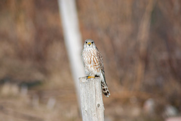 Young kestral in idaho in the autumn
