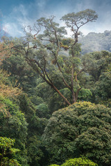 Rain forest on Doi Intanon, Chiangmai province, northern Thailand.