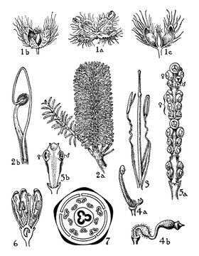 Urticaceae, Loranthaceae, and Olacaceae Orders vintage illustration.