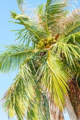 Fototapeta na wymiar Palm Tree on Background of Blue Sky