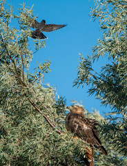 Eastern Kingbird attacking red tailed hawk in a tree at Market Lake Wildlife Refuge in Idaho during the summer