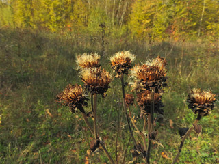 dried thistle flower in a clearing of an autumn forest in the Western Caucasus in southern Russia