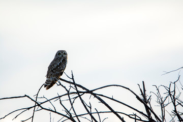 short eared owl on tree branches at Camus Wildlife Refuge in Idaho in the spring