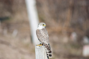 Young kestral in idaho in the autumn