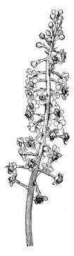 Racemose Inflorescence of Phytolacca Decandra vintage illustration.