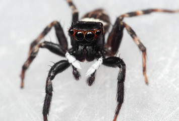 Macro Photo of Jumping Spider on White Floor
