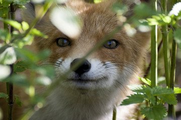 portrait of fox