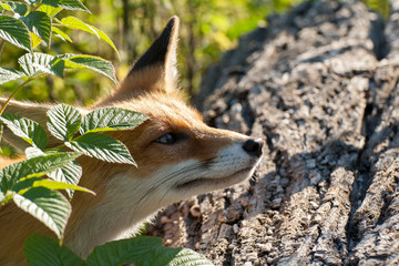 portrait of red fox