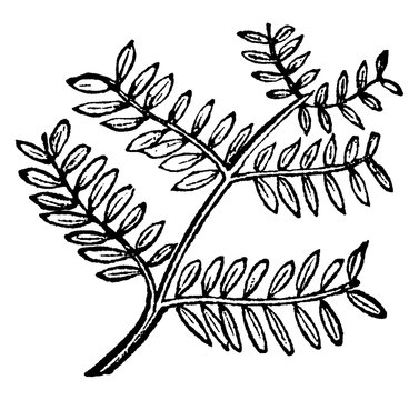Bipinnate Leaf vintage illustration.