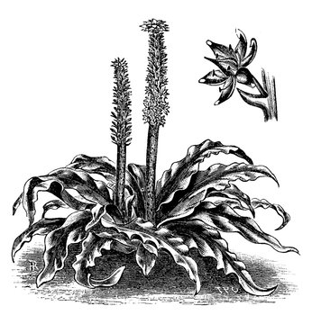 Eucomis Punctata vintage illustration.