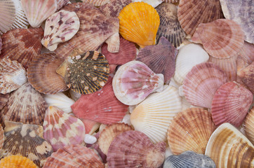 collection of sea shells