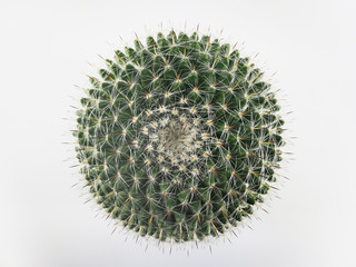 Top view mini circle cactus no little pot  white background