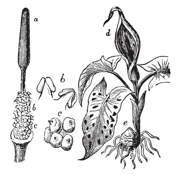 Araceae Vintage Illustration.