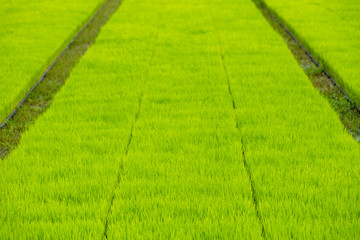 Rice seedlings of farmers for planting