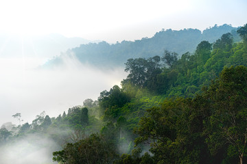 Silvagenitus Cloud Rising Over The Rain Forest or Tropical Jungle At Morning During Sunrise On National Park Halimun in Citorek Luhur Mountain