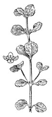 Golden Saxifrage vintage illustration.