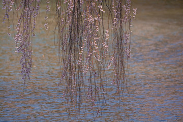 Cherry blossom full bloom at Garyu park