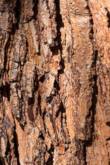 Bark of a tree