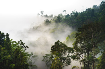 Morning Mist Above Mountain Tropical Jungle. Fog or Cloud Still Covering The Rainforest Canopy At Sunset During Summer or Rainy Season