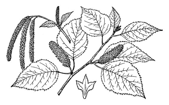 Branch of Water Birch vintage illustration.