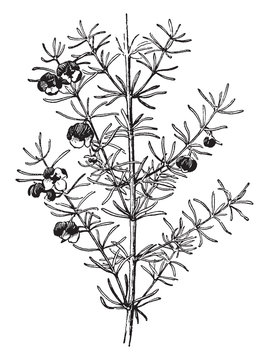 Boronia, Megastigma, flower, shrub vintage illustration.