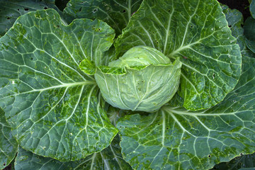 growing green cabbage