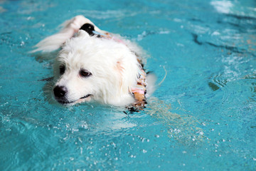 Samoyed wear life jacket and swim in swimming pool. White dog swimming.