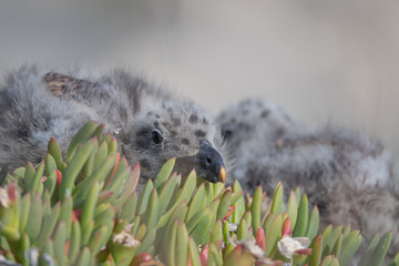 Pacific Gull chicks in nest