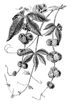 Bryonia, Laciniosa, bryony, flower, branch, leaflet vintage illustration.