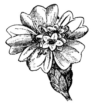 black and white flower drawing clip art preview