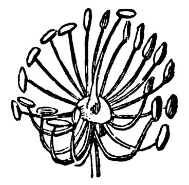 Linnaeus' icosandria vintage illustration.