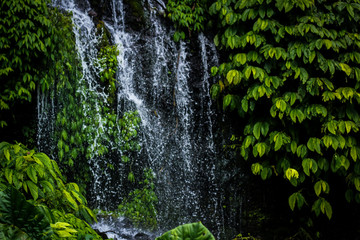 waterfall in the forest