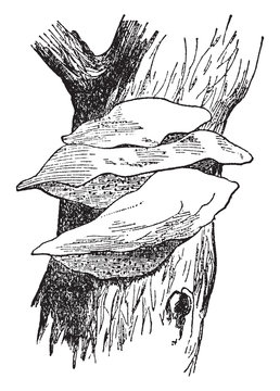 Amadou vintage illustration.