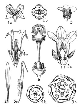 Orders of Oleaceae, Loganiaceae, Gentianaceae, and Apocynaceae vintage illustration.