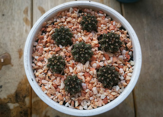 Moving baby cactus to bigger pots. Cactus name Gymnocalycium. Mini cactus at little garden home.