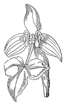 Disa Orchid vintage illustration.