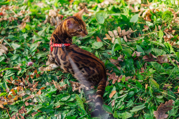 Cute little bengal kitty walking on the fallen yellow maple leaves
