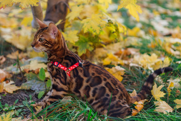 Cute little bengal kitty walking on the fallen yellow maple leaves