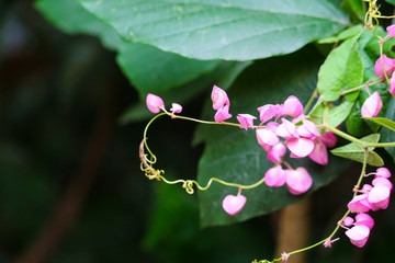 Mexican Creeper, Chain of Love or Antigonon leptopus pink bouquet flowers