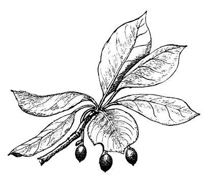Tupelp vintage illustration.