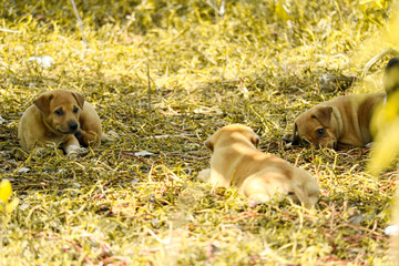Stray puppies are playing under the bushes in wasteland