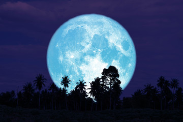 Fototapeta na wymiar super full harvest moon on night sky back trees in the field