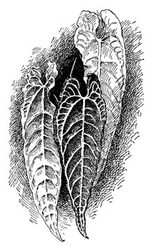 Anthurium Warocqueanum Vintage Illustration.